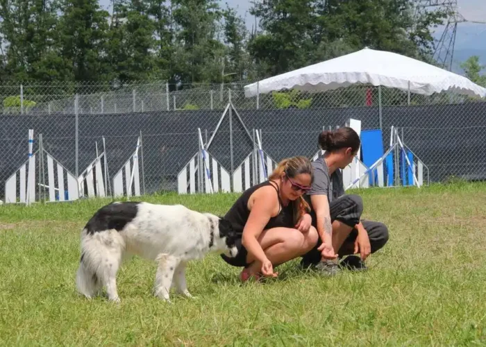 Stage de Formation-educateur canin comportementaliste