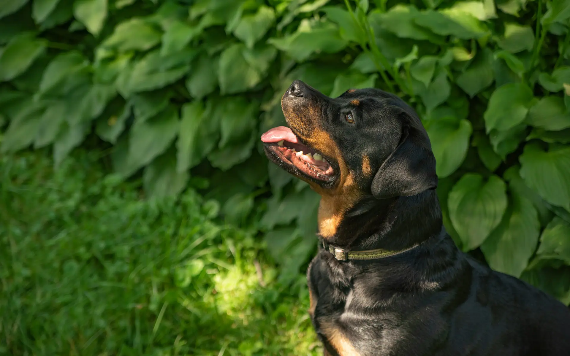 Chien et son maître