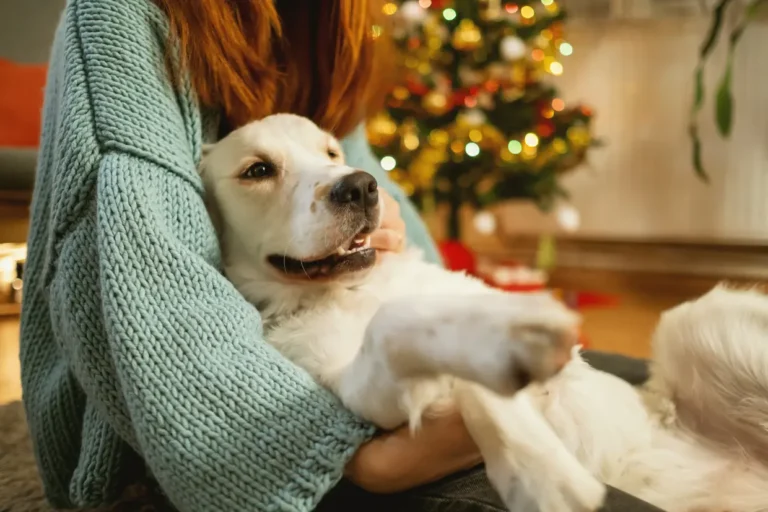 Chienne Golden en chaleur