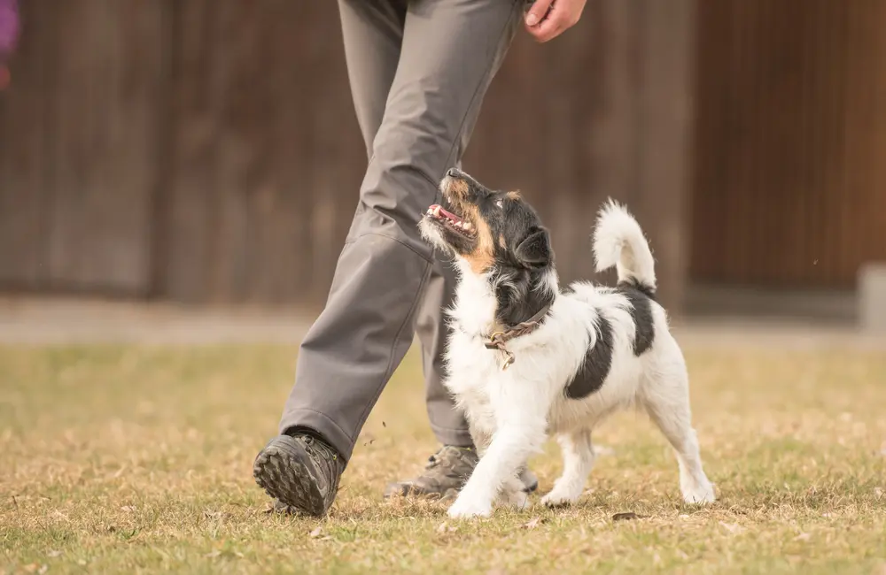 Chien marchant aux côté de son maître