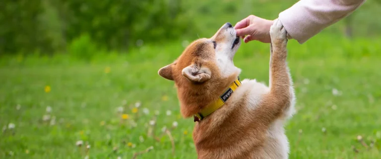 Chien et sa maîtresse dans un cours individuel