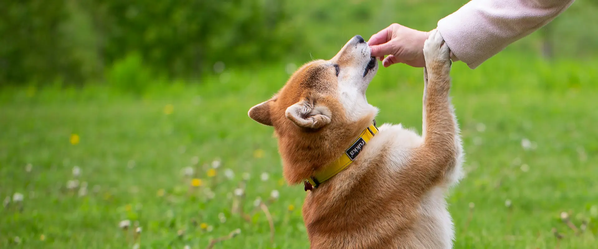 Chien et sa maîtresse dans un cours individuel