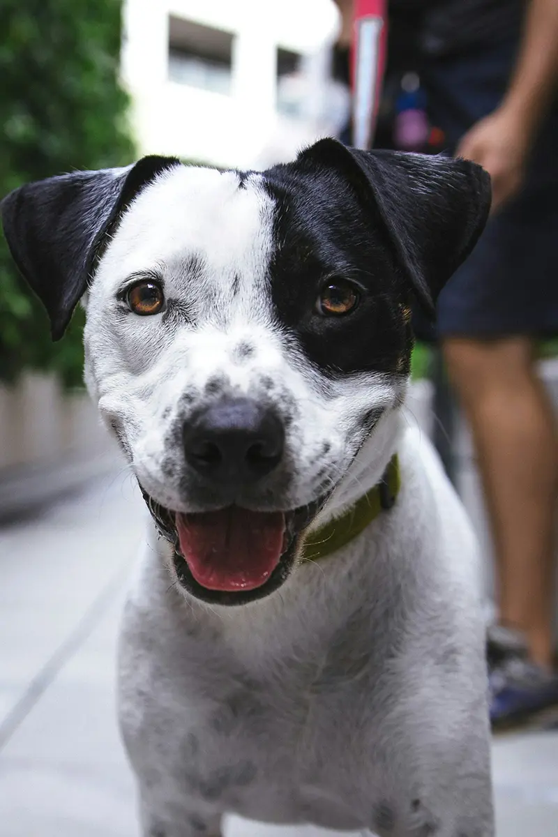 Chien en promenade en ville