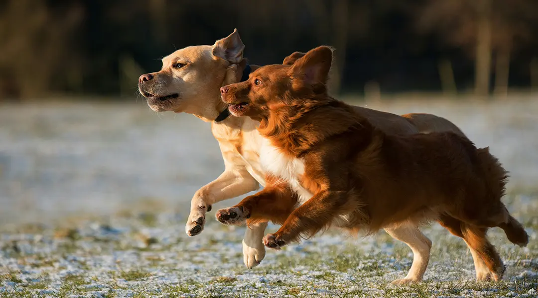 Deux chiens qui courent