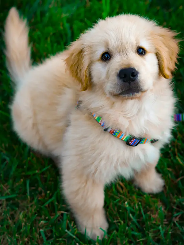 chiot golden retriever