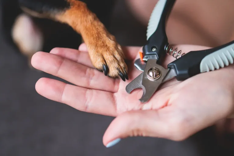 Pince coupe griffe pour chien