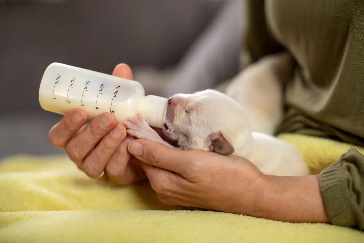 Jeune chiot tétant un biberon