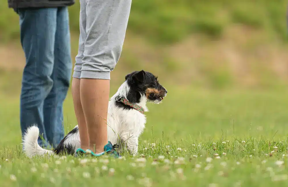 Chien lors d'un cours individuel