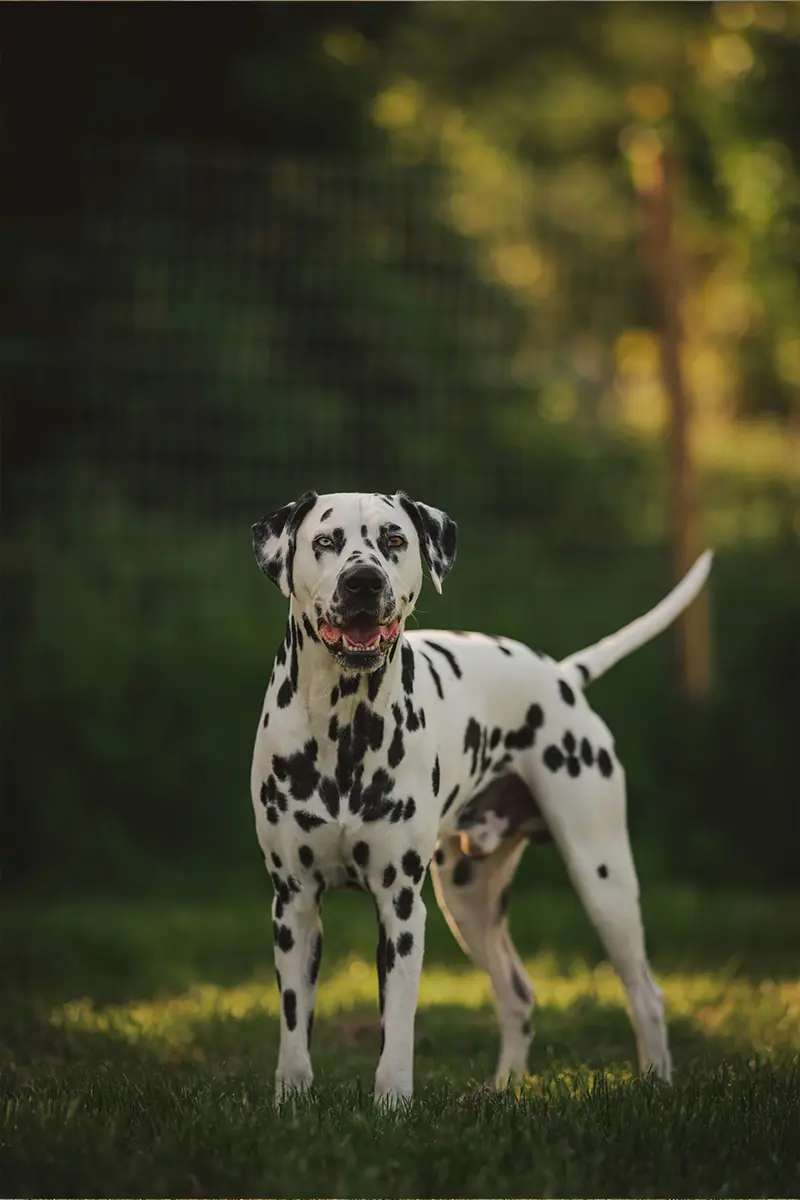 dalmatien