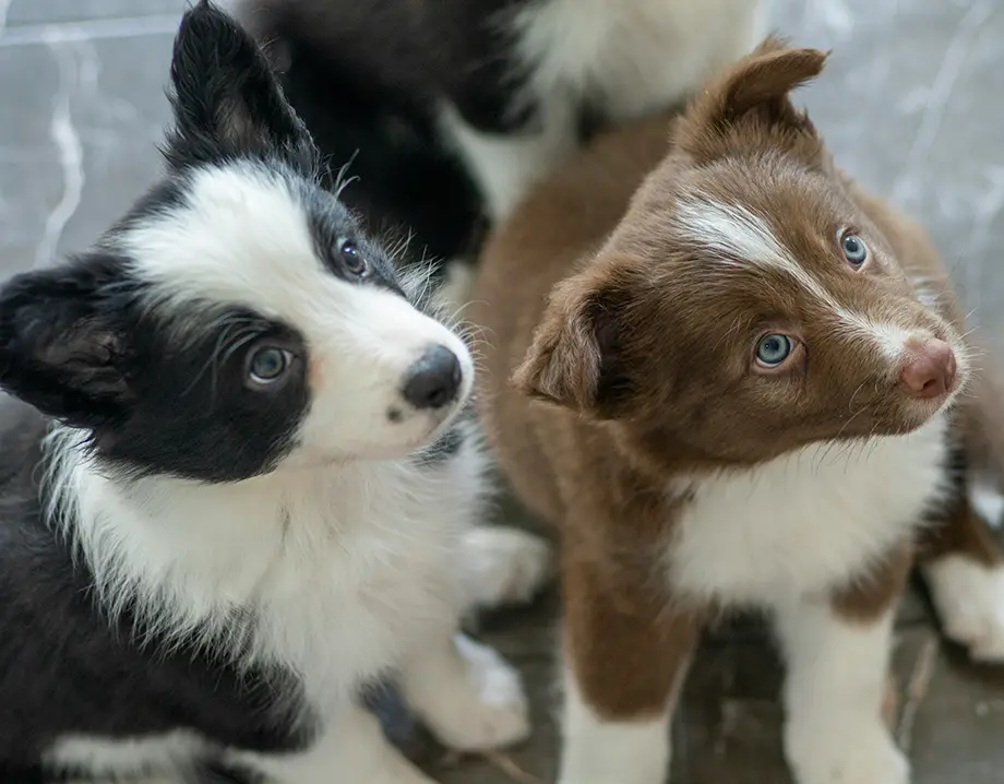 Deux chiots assis et attentifs