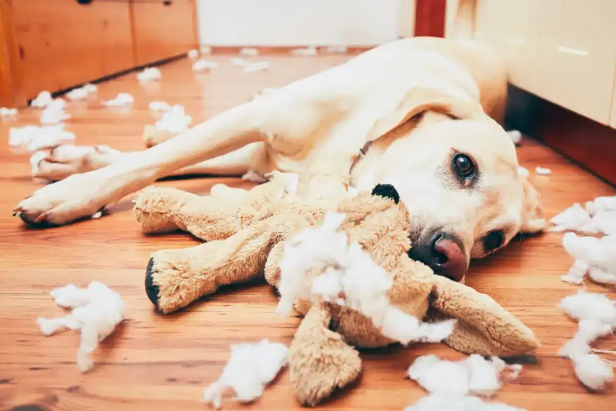 Chien et son maître
