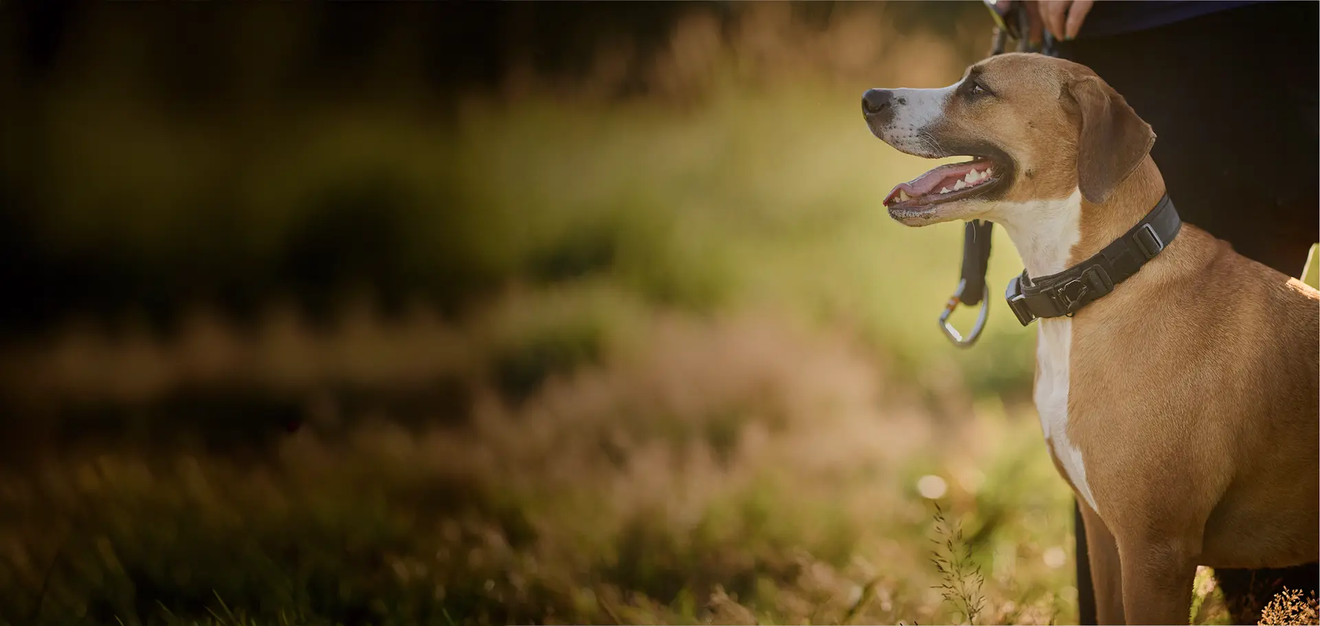 Chien et son maître