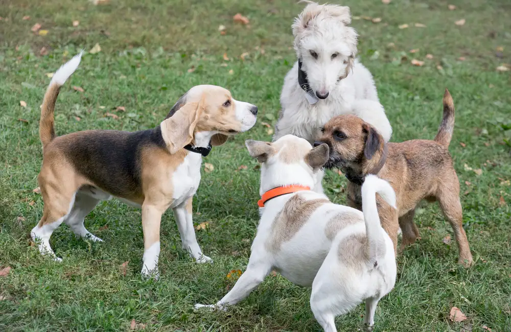 Groupe de chiens adultes en cours collectif