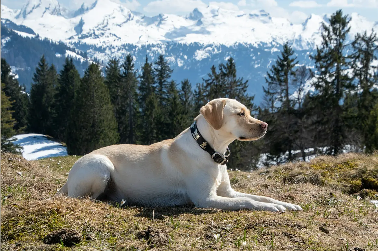 Labrador Retriever à la montagne