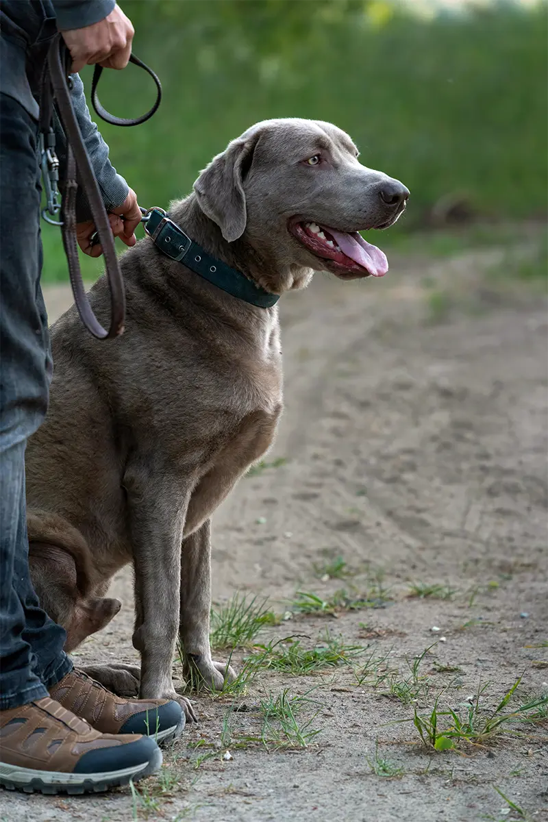 labrador weimeraner tenu en laisse