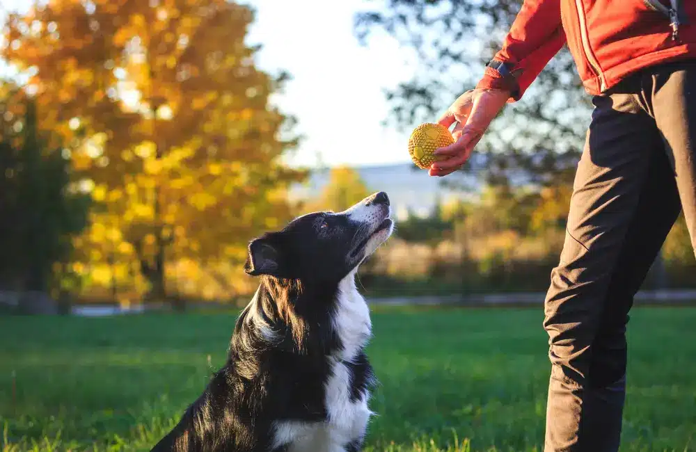 Maître qui montre une balle à un chien