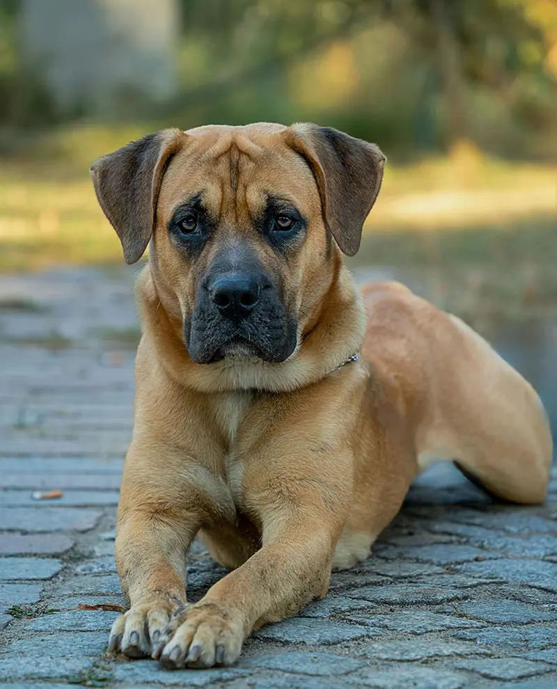 Mastiff couché