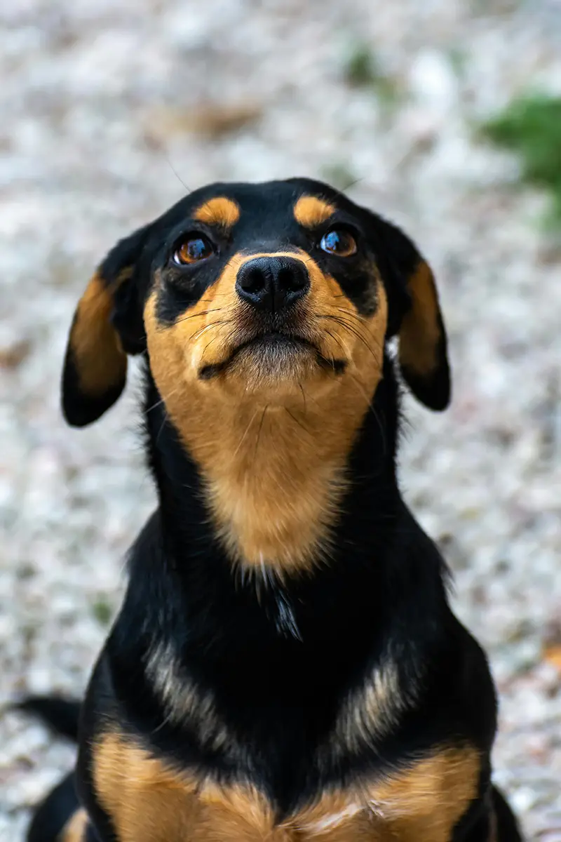 Chien attentif en formation