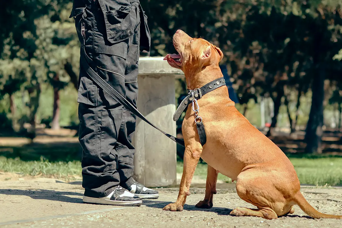 Pitbull assis devant son maître