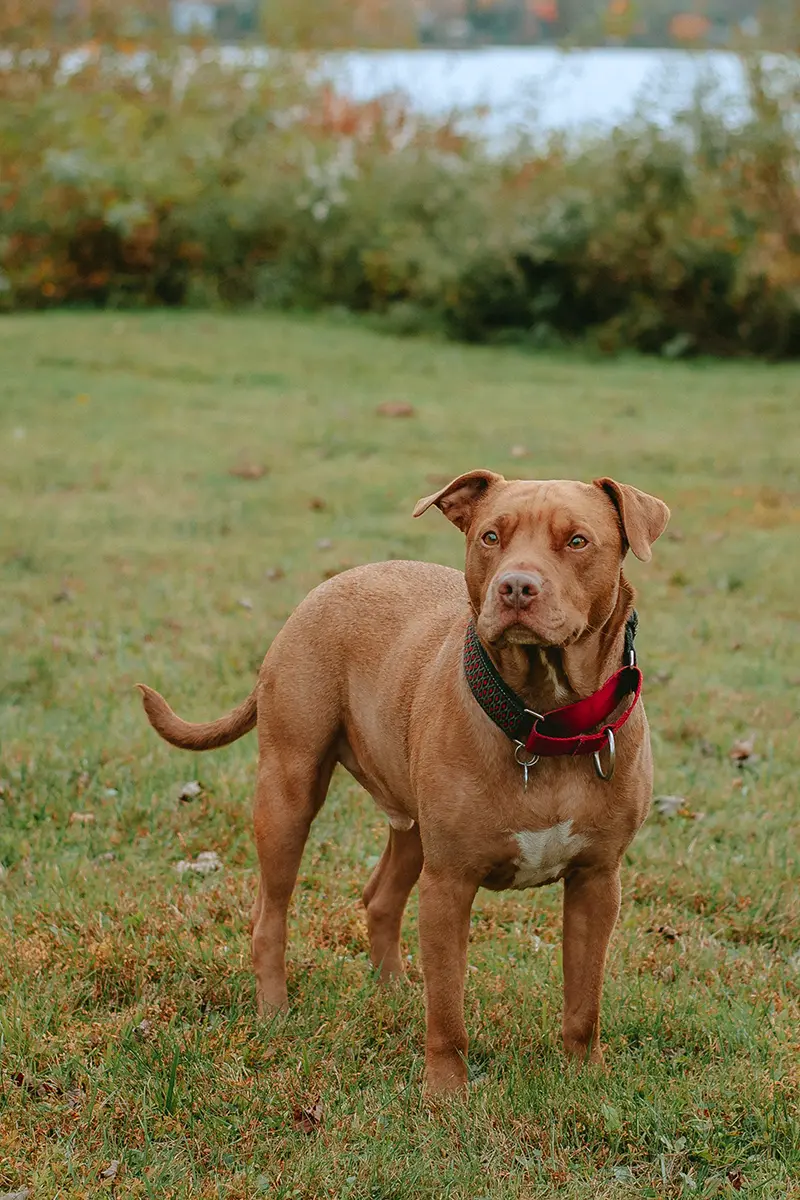 pitbull adulte dans l'herbe