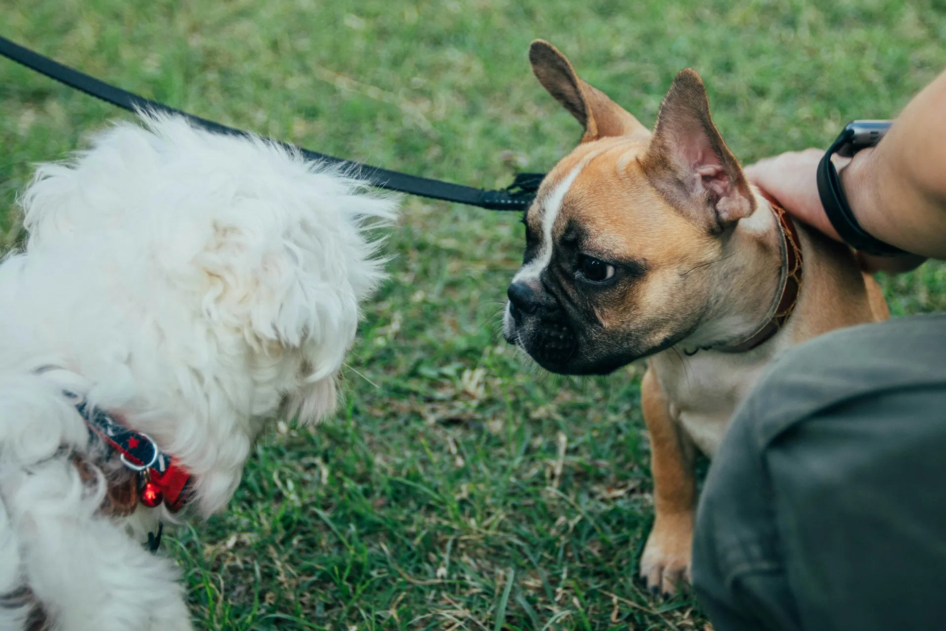 Chien et son maître