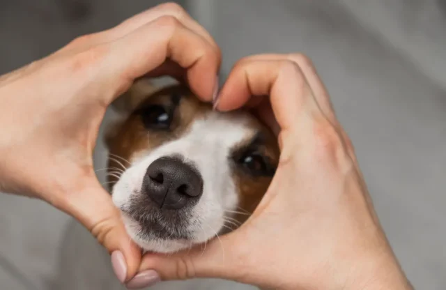 Propriétaire faisant un cœur avec ses mains autour de la tête de son chien